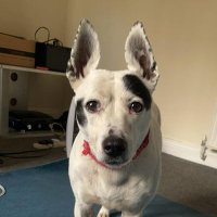 clairey (@clmxbox) 's Twitter Profile