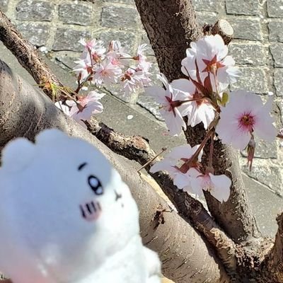 mai2chiatsumaru's profile picture. ちいかわ、あつ森なまいにち。令和にへいわな森の中で、まったりスローライフはじめました。
最近、ちいかわにはまっています。ちいかわ推しです。