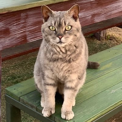 www_kksl_island's profile picture. 