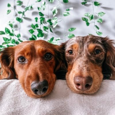 Cutest Canadian Mini Dachshunds 🐶 вυℓℓу ѕтι¢к ℓσνєяѕ | proғeѕѕιonal caмera poѕerѕ ✨ | Click the link below to follow!