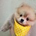 れもん🍋 (@dog121200) Twitter profile photo れもん🍋 (@dog121200) Twitter profile photo