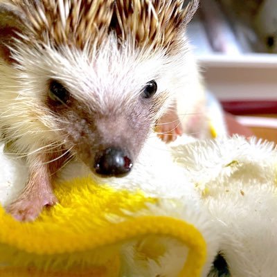 chrmoonさんのプロフィール画像