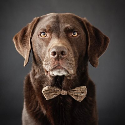 I’m George, a 10 year old chocolate Labrador living my best life with my @Mama_Khia & 2 hoomums. We won’t pose for treats. Tweets & images by @nesspalmervines