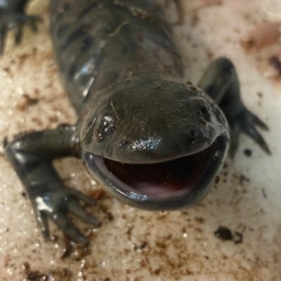 i am salamander who likes worms! sometimes i think about things!! Protect wildlife — Protect things you love 🐸❤️🪱