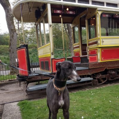 We run a website all about seeing new places with dogs! Check it out :) Feel free to say hello. DMs wlecome.

Greyhounds Chase and Lewis are our mascots