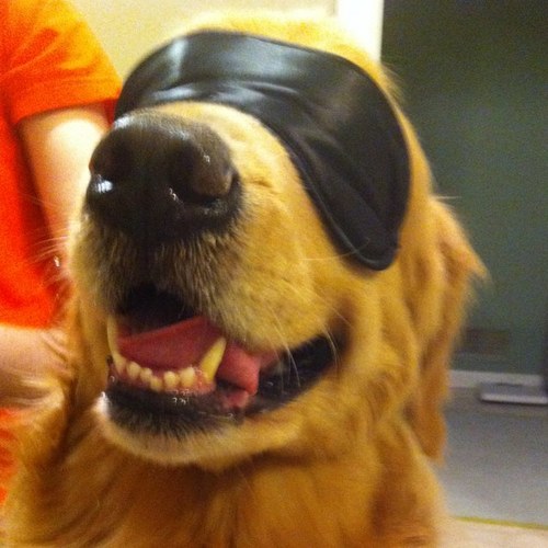 elkion's profile picture. 