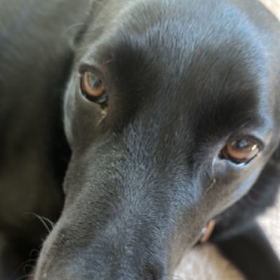 catttastrophee's profile picture. 