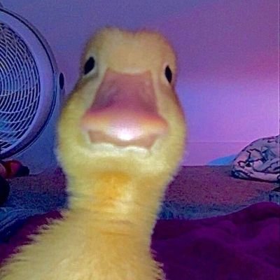 cancincont46038's profile picture. 