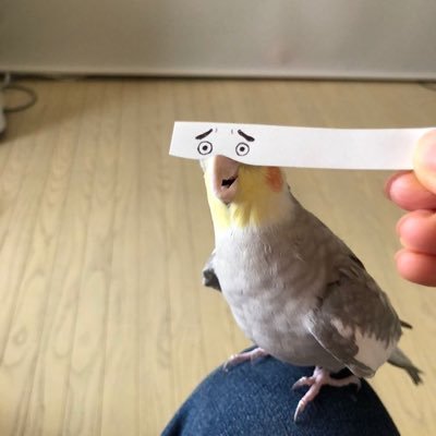 zedrick234's profile picture. 