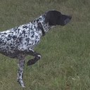 Michael Currey - @Birddoginc - Twitter