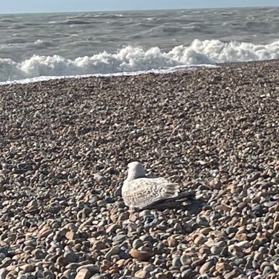 borrasmb's profile picture. ATFC