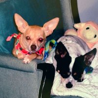 Pat Gatten (@gattenpat) 's Twitter Profile