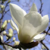 🍀 癒しの花と森研究所 🍀写真&ドラマ&作画も! (@makoshomepage) 's Twitter Profile