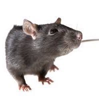 Funky rat🐀(@Idismidis) 's Twitter Profile Photo