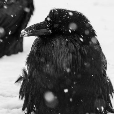 KKillamee's profile picture. just little crow artist