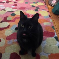 Stacey H (@stacey_zelda451) 's Twitter Profile