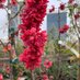 Int Garden Center (@intgardencenter) Twitter profile photo Int Garden Center (@intgardencenter) Twitter profile photo