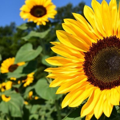 pianophilosophy's profile picture. 