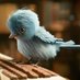 Wear Feather Friend (@birdjokes) Twitter profile photo Wear Feather Friend (@birdjokes) Twitter profile photo