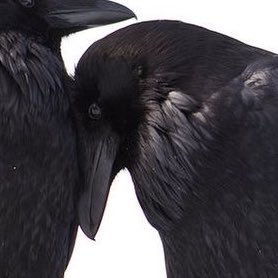 murder (of crows) fan account