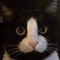 xxkadima's profile picture. Jan 5th 2020 🖤 🐾 Oct 1st 2022 🖤🐾 21