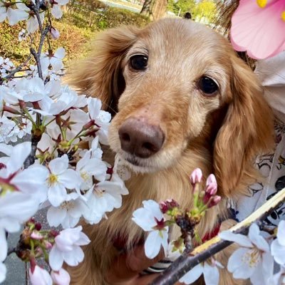 Yukinko0520's profile picture. 海と空と桜🌸が大好き♡宝物は3人の子供達👦👧👦&6歳を筆頭に6人のお孫ちゃん達👧👦👧👦👧👧そして最愛💞のMﾀﾞｯｸｽ･ｺﾞｰﾙﾄﾞさすけ17歳♂(2008.1.17生)🐶(2008.3.9🏡記念日♡) #動物大好き #ﾀﾞｯｸｽℓσνє︎💕︎#介護福祉士 #無言ﾌｫﾛｰお許し下さい🙇‍♀️