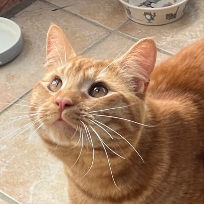 2 year old big big big big baby rescue 🧡🐱 follow rufus on tiktok!