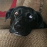 jimmygotyme's profile picture. 5th generation mix breed, working class CDN/US citizen,athletic supporter, political fan of all political parties,