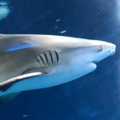 xhavo_shark's profile picture. 不在がち　鋼、ほぼヒュハボ、 20↑、マロ↓