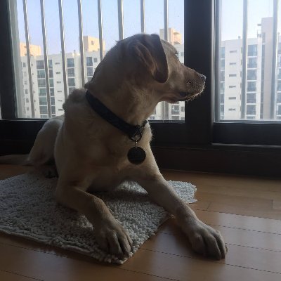 あなたの時間は限られているので、他人の人生を生きて無駄にしないでください。 ドグマにとらわれないでください。ドグマとは、他人の思考の結果と共に生きることです。 -スティーブ・ジョブズ