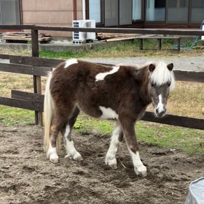 馬は人の心を救います。🐴🥕