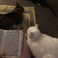 إطمـئنان (@_11lora) Twitter profile photo