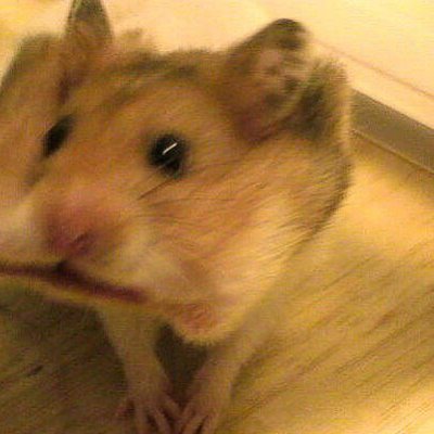 Hamster4PrezVT