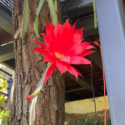 mariairmamx's profile picture. Arqueóloga. Enamorada de México, de su gente, su cultura, su arte, sus colores y hasta sus aromas, especialmente la tierra mojada de Guadalajara!