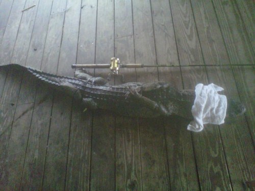 ColtFordEverett's profile picture. Fish(salt),Hunt