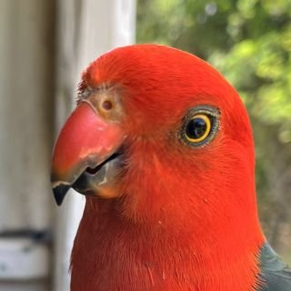 I'm Kirk, the King Parrot. Mascot of the Aves initiative, advocating for bird conservation through creativity and action. Join the flock and follow me along!