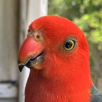 Kirk the King (Parrot)(@kirk_from_aves) 's Twitter Profile Photo