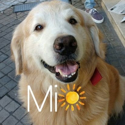💟🎊🎉❤💖🌻🐕❤️
Cristóbal un beso al cielo mi ángel de 4 patas 🌈❤️🫶