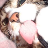 鼻の穴る🍒島民代表みちょ (@hanaanaru) 's Twitter Profile Photo