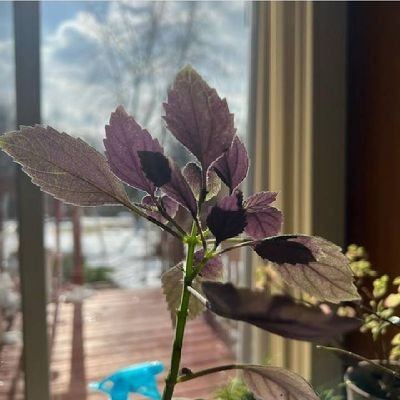 fabian_bzy's profile picture. Crypto Doctor |Web3 Community manager|Shiller|Moderator| Gem hunter💎🚀