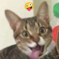 avi/bob (@sillybigcat) 's Twitter Profile