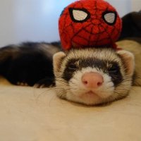 桶 (@oke930) 's Twitter Profile Photo