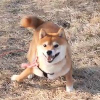 柴犬とパプリコ。 (@pnvaetvsrxspkix) 's Twitter Profile