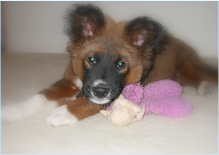 LOVADOG's profile picture. Rerro... I am Viking, I'm the CFO (Chief Furry Officer) 'FUR' LOVADOG.com & I LOV my job! We have The Everyday Kind... to The 'RUFF' to Find @ www.lovadog.com