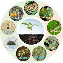 #PlantSci #CropSci #AbioticStress #BioticStress #Drought #Salinity #Waterlogging #Insects #Metals #Virus #Fungi #Temperature #Pathogens #Climate #Food