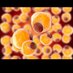 Adipose Tissue: The Circadian clock of Metabolism (@prashan69344151) Twitter profile photo Adipose Tissue: The Circadian clock of Metabolism (@prashan69344151) Twitter profile photo
