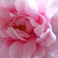 Sarah Leanne Roberts (@sara_l_roberts) 's Twitter Profile