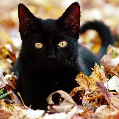 kuaclual's profile picture. #mintBase