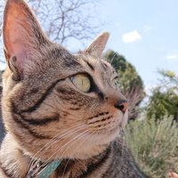 ジーク (@ffbe_sieg) 's Twitter Profile