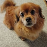 ペキックス。(papt2) (@q80g9) 's Twitter Profile